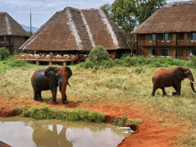 Kenya safari budget packages | 1 Day Safari Ngutuni Wildlife Sanctuary | Asafina Safaris