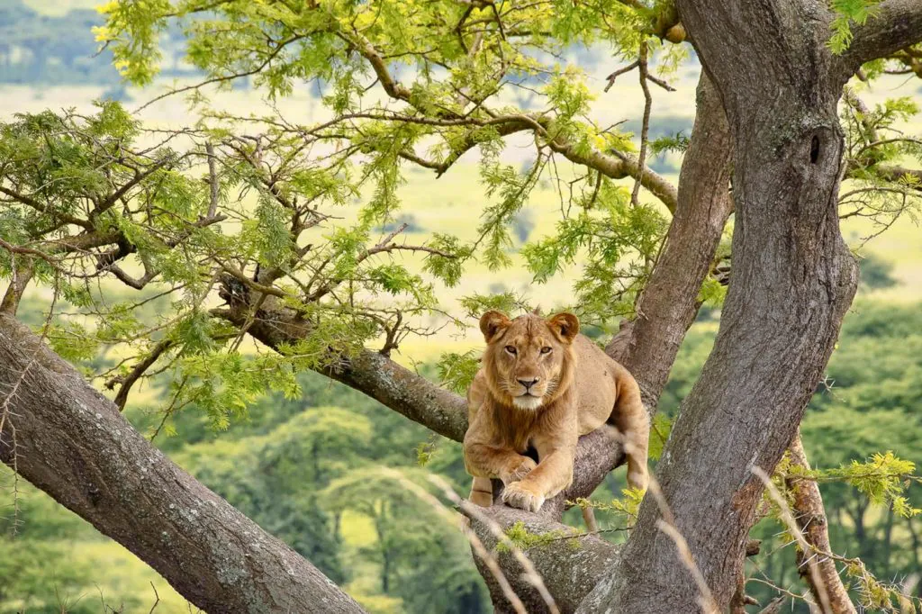 ASAFINA-SAFARIS_Queen-Elizabeth-National-park-Uganda