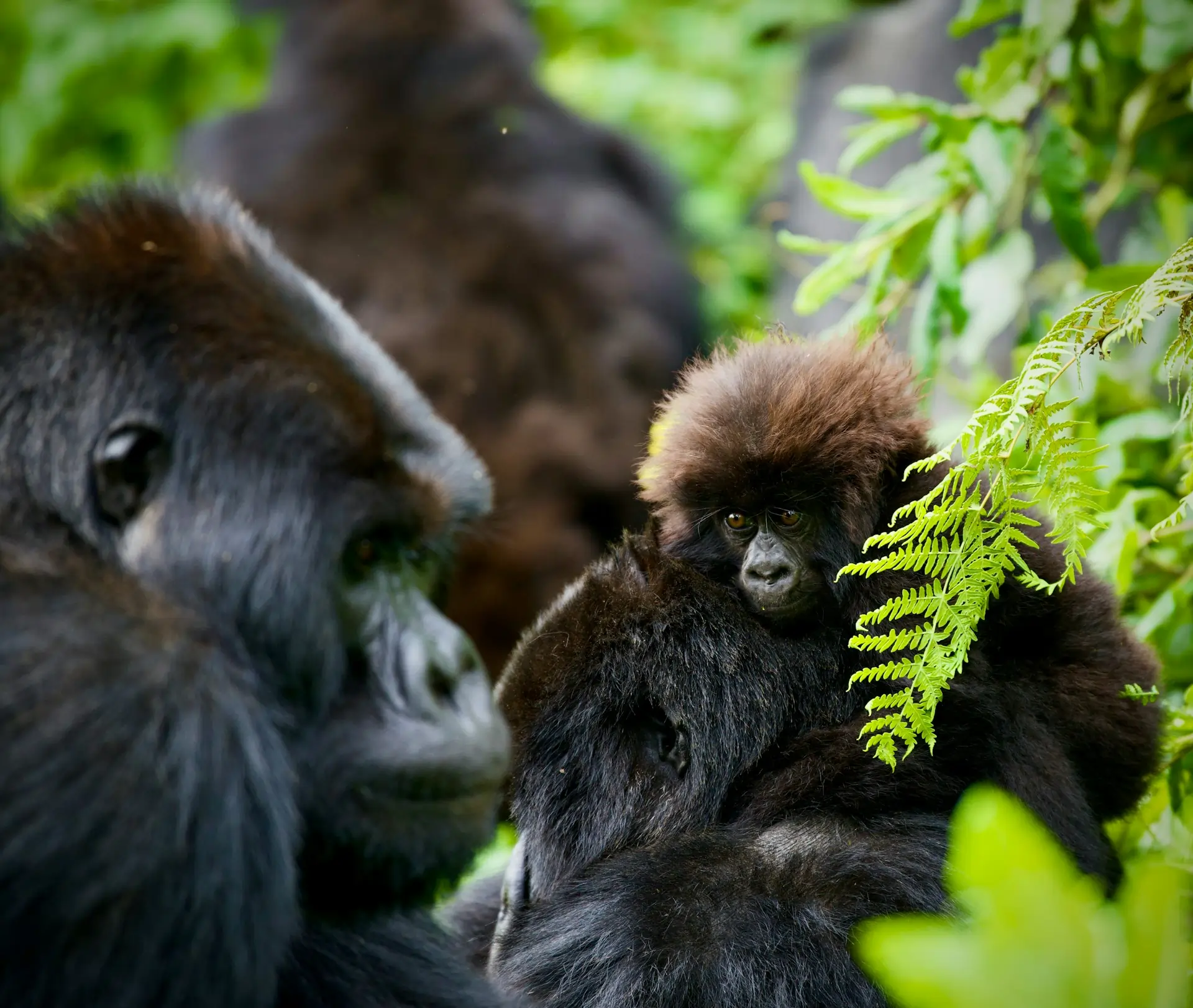 Book unforgettable Rwanda tours and safaris with Asafina Safaris. Experience luxury gorilla trekking, chimpanzee tracking, Akagera wildlife safaris, Kigali tours, and Rwanda safari holidays