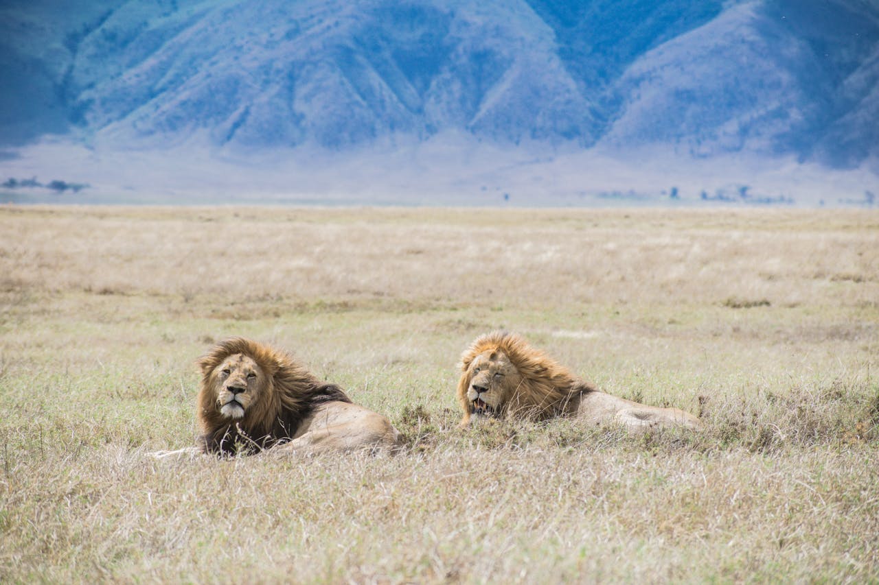 All-inclusive Kenya Tanzania safari holidays | asafinasafaris.com