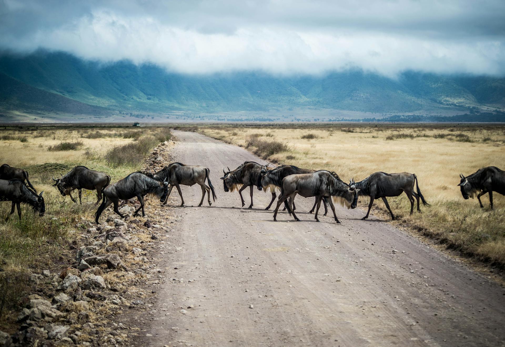 Best of Kenya and Tanzania safari by Asafina Safaris |
