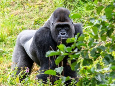 5 Days Rwanda Primates Encounter & Lake Kivu Safari by Asafina Safaris