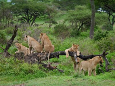 Discover Tanzania with Asafina Safaris
