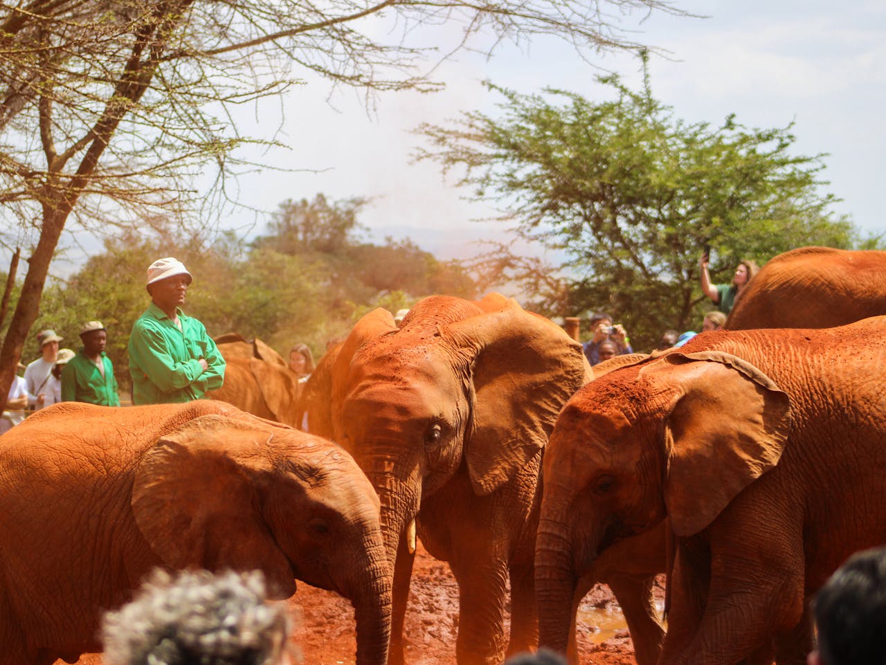 1-day-nairobi-park-david-sheldrick-wildlife-tour-Asafina-Safaris