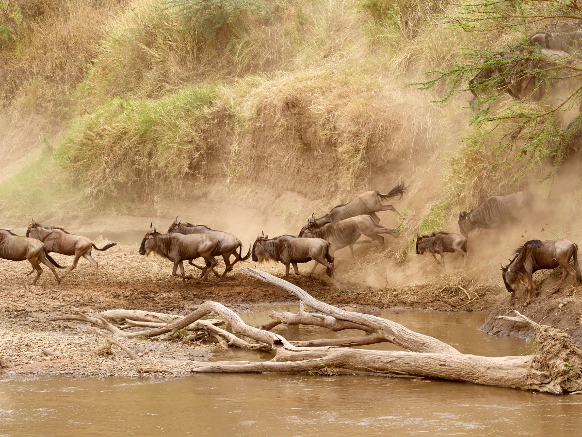 Kenya Safaris