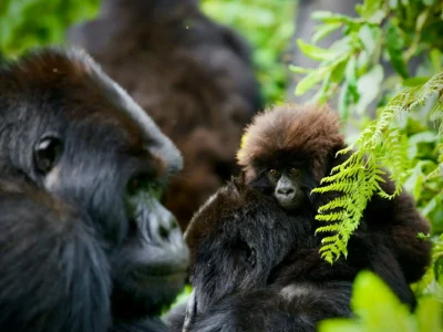 Asafina-Safaris_gorilla-tours-and-excursions-rwanda