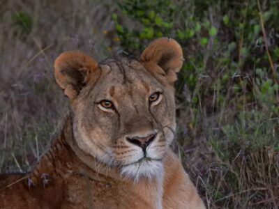 Meru National Park - Elsa Lionness