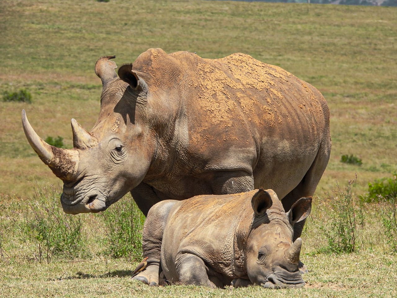 Rhinos at Ol Pejeta Conservancy courtesy of Asafina Safaris