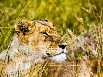 Kenya Wildlife Parks and Reserves