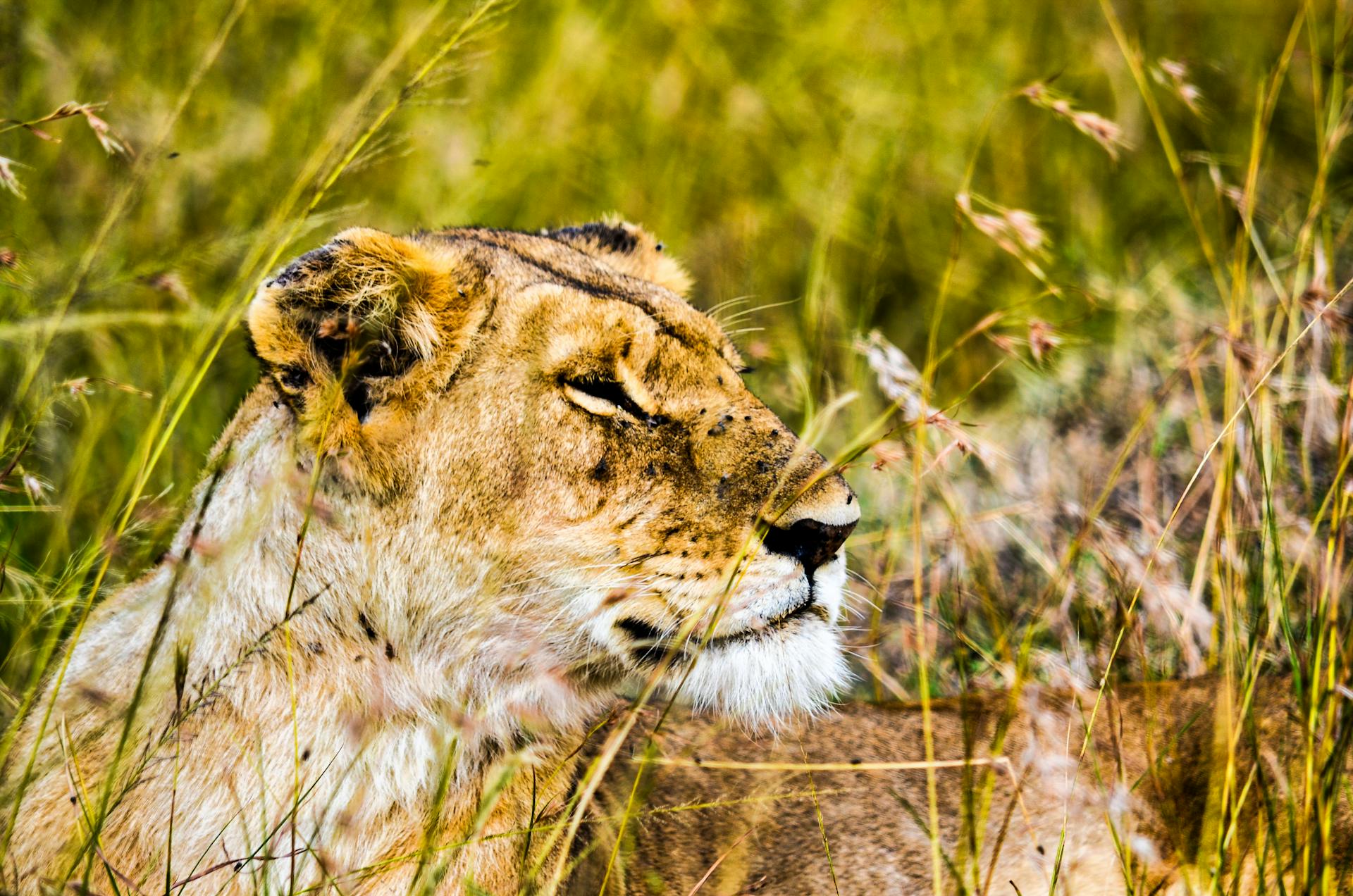 Kenya Wildlife Parks and Reserves
