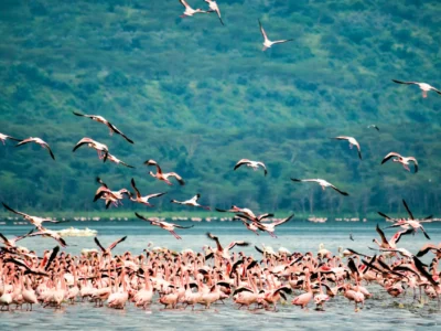 The Pink Rimmed Lake Nakuru Experience courtesy of Asafina Safaris
